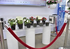 Imara XDR being compared with other varieties.